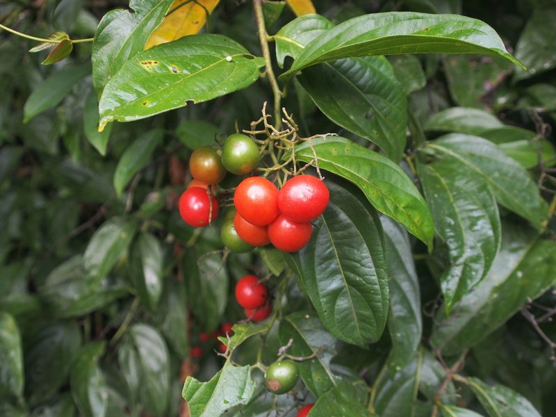 Cordia lucidula, photographed by Lena Struwe