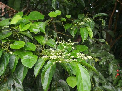 Cordia lucidula, photographed by Lena Struwe
