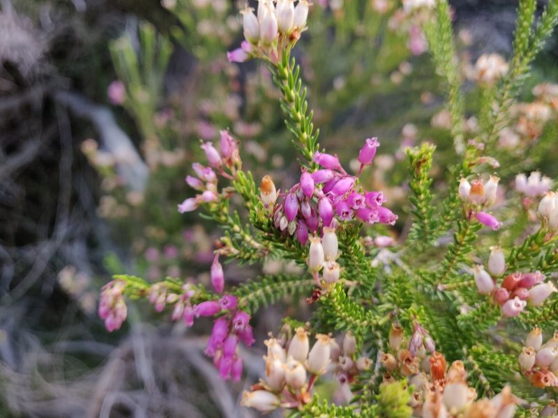 Erica terminalis, photographed by Davide Puddu