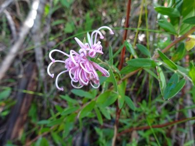 Grevillea sericea, photographed by Gary Williams
