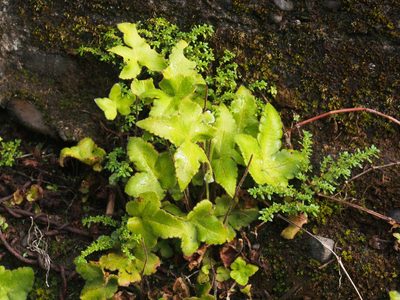 Hemionitis palmata, photographed by Lena Struwe