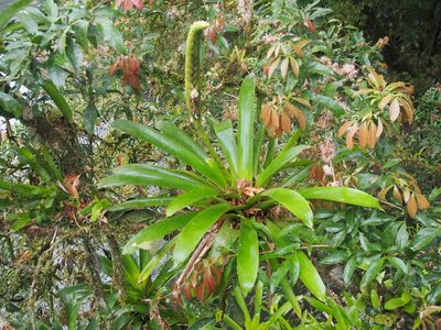 Werauhia gladioliflora, photographed by Lena Struwe