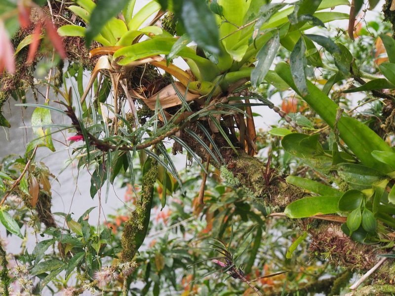 Columnea linearis, photographed by Lena Struwe