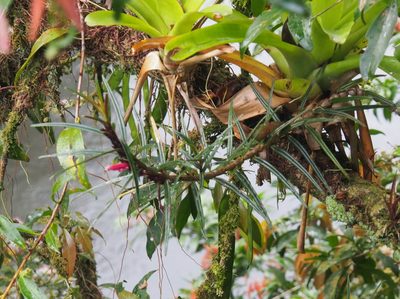 Columnea linearis, photographed by Lena Struwe
