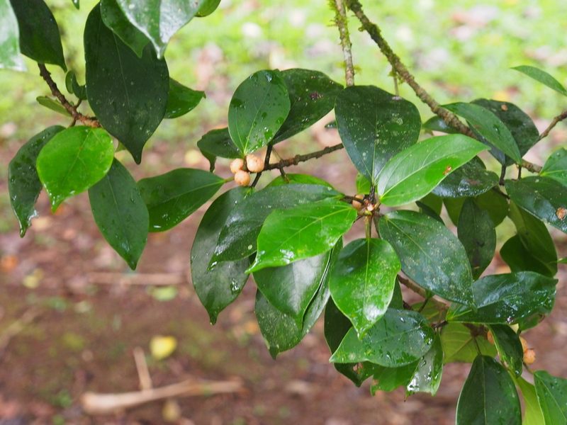 Ficus colubrinae, photographed by Lena Struwe