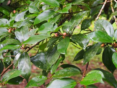 Ficus colubrinae, photographed by Lena Struwe
