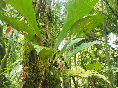 Anthurium consobrinum, photographed by Lena Struwe