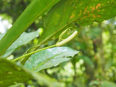 Anthurium consobrinum, photographed by Lena Struwe
