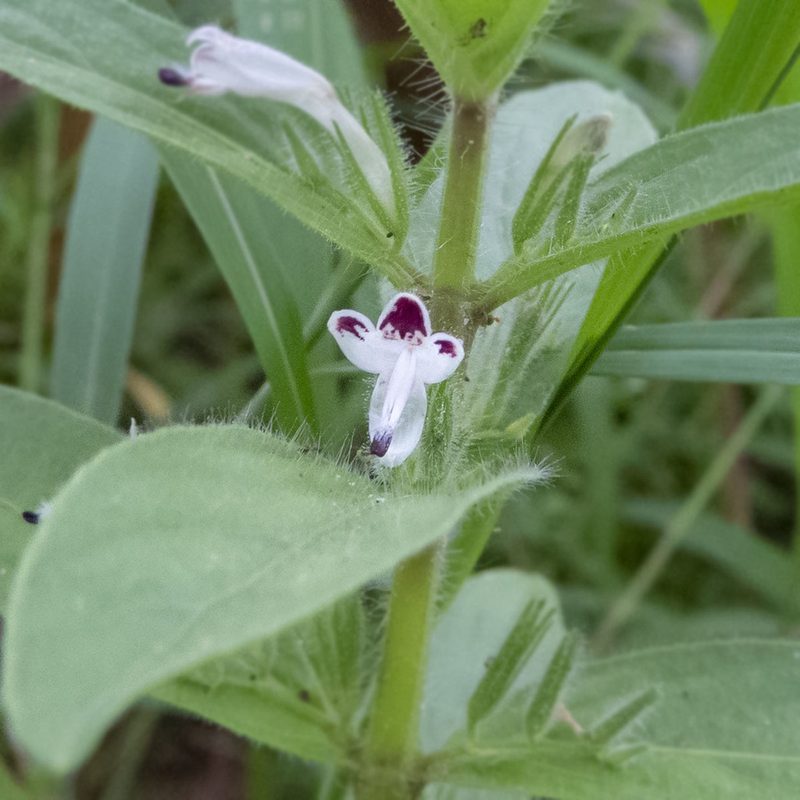 Andrographis echioides, photographed by Paulmathi Vinod