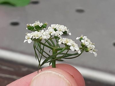 Aethusa cynapium, photographed by SK53