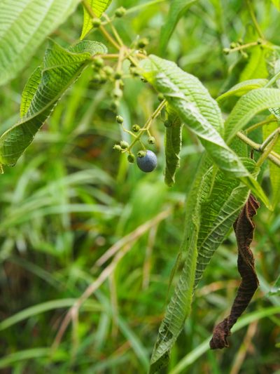Miconia heteroclita, photographed by Lena Struwe