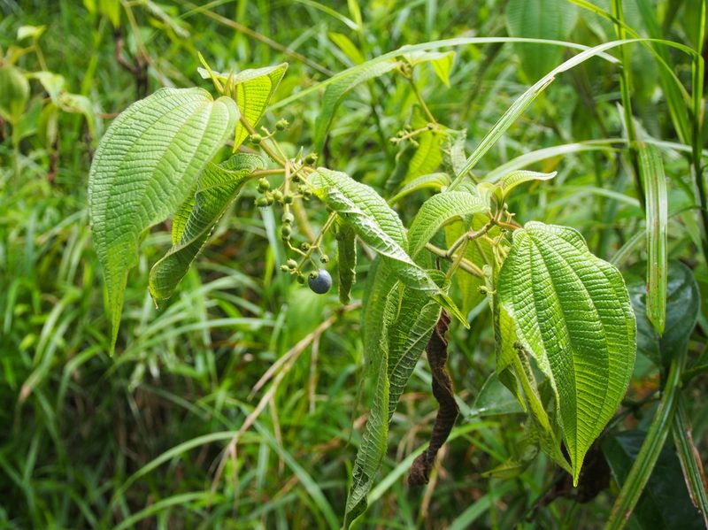 Miconia heteroclita, photographed by Lena Struwe