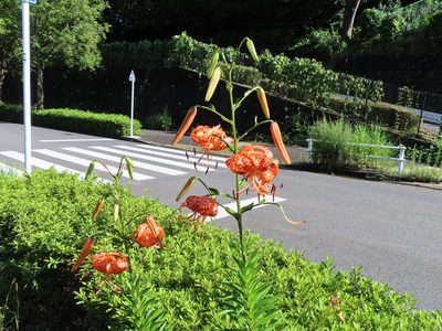 Lilium lancifolium, photographed by mami_t_t