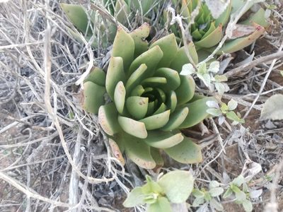 Dudleya ingens, photographed by Kevin Keegan