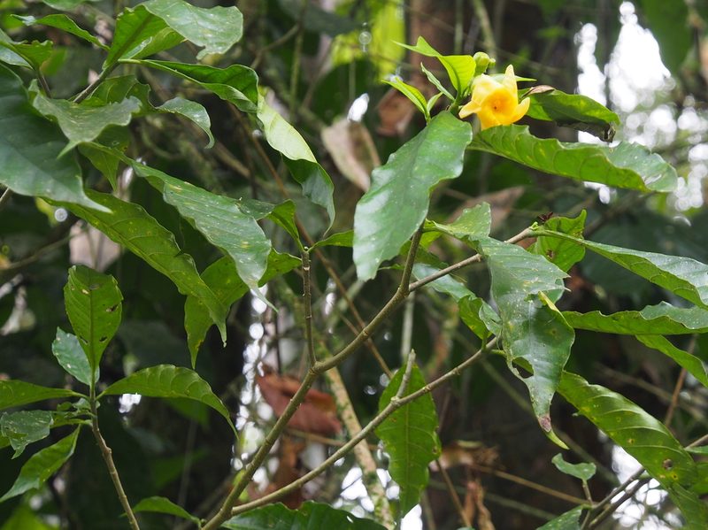 Tabernaemontana robinsonii, photographed by Lena Struwe