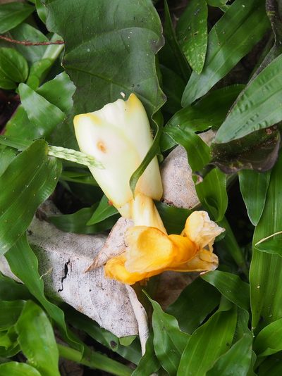 Tabernaemontana robinsonii, photographed by Lena Struwe