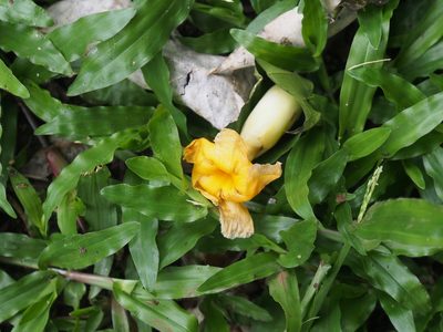 Tabernaemontana robinsonii, photographed by Lena Struwe