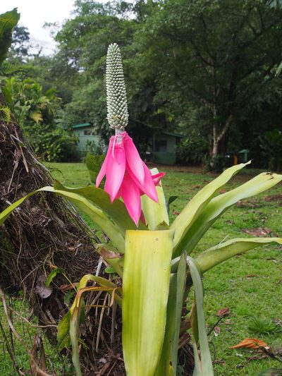 Aechmea mariae-reginae, photographed by Lena Struwe