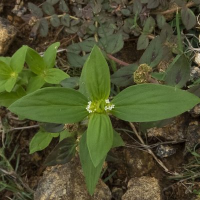 Spermacoce ocymoides, photographed by Paulmathi Vinod