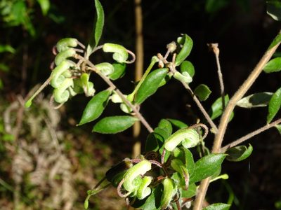 Grevillea mucronulata, photographed by Gary Williams