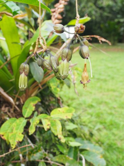 Merinthopodium neuranthum, photographed by Lena Struwe