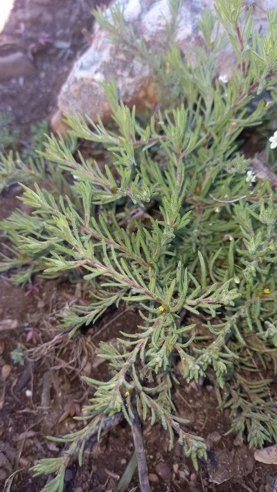 Rhynchopsidium sessiliflorum, photographed by kevin koen