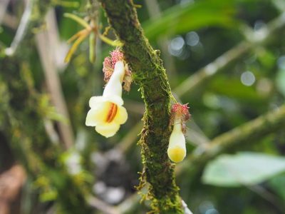 Drymonia macrophylla, photographed by Lena Struwe