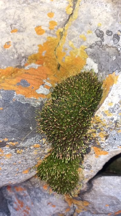 Ptychomitrium crispatum, photographed by kevin koen