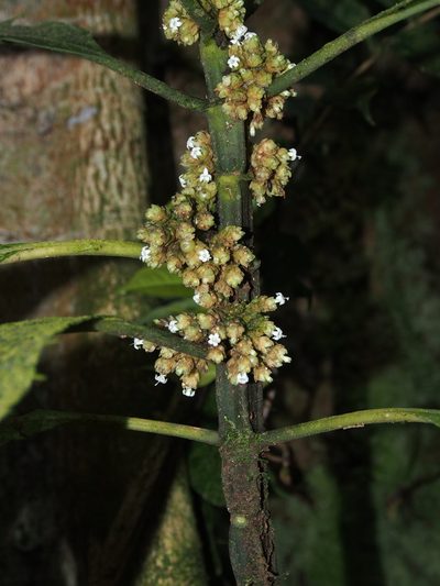 Notopleura capitata, photographed by Lena Struwe
