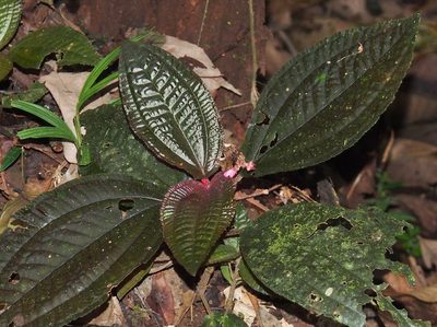 Triolena hirsuta, photographed by Lena Struwe