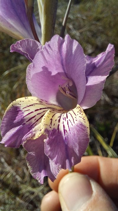 Gladiolus mutabilis, photographed by kevin koen