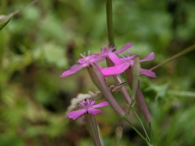 Atocion armeria, photographed by bemma