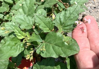 Boerhavia erecta, photographed by Northcut
