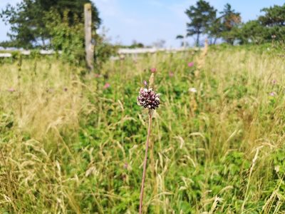 Allium scorodoprasum, photographed by Jens-Christian Svenning