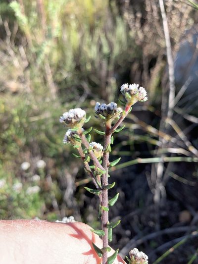 Phylica callosa, photographed by Dave Richardson