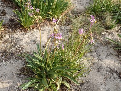 Primula fragrans, photographed by John Brew
