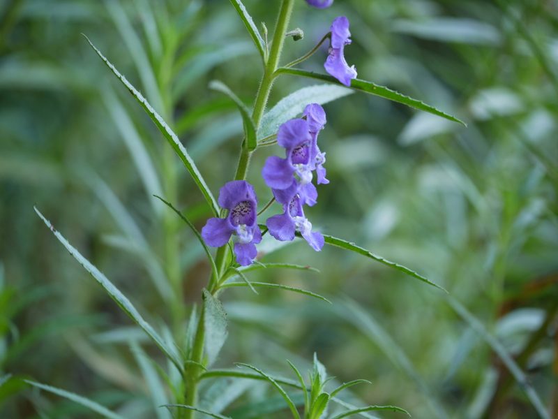 Angelonia biflora, photographed by Dinesh Valke