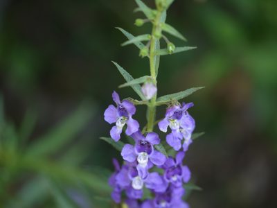 Angelonia biflora, photographed by Dinesh Valke