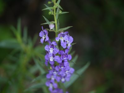 Angelonia biflora, photographed by Dinesh Valke