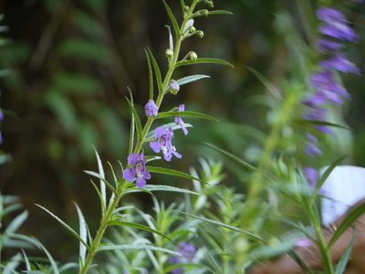 Angelonia biflora, photographed by Dinesh Valke