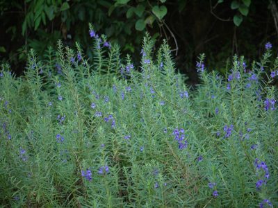 Angelonia biflora, photographed by Dinesh Valke