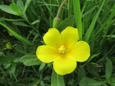 Ludwigia grandiflora, photographed by Crap Fou