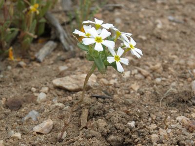 Gymnosteris nudicaulis, photographed by Jim Morefield