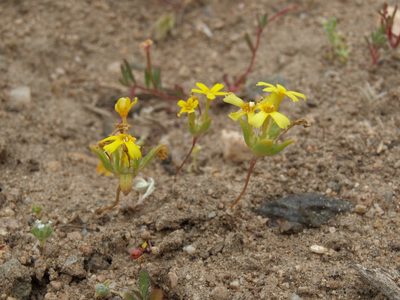 Gymnosteris nudicaulis, photographed by Jim Morefield