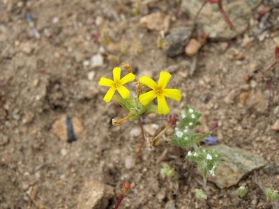 Gymnosteris nudicaulis, photographed by Jim Morefield