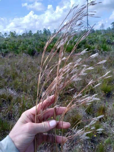 Andropogon brachystachyus, photographed by Scott Ward