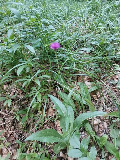 Cirsium pannonicum, photographed by Ljaž