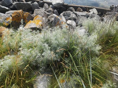 Artemisia maritima, photographed by Jens-Christian Svenning