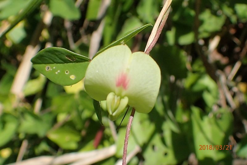 Macrotyloma axillare, photographed by Peter Warren