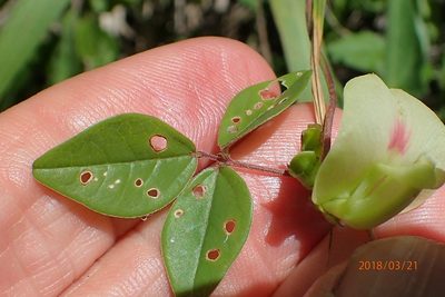 Macrotyloma axillare, photographed by Peter Warren